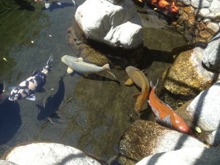 Koi