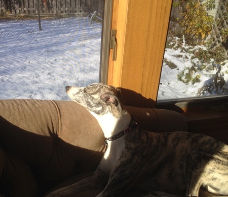 Bella the Whippet First Snow1