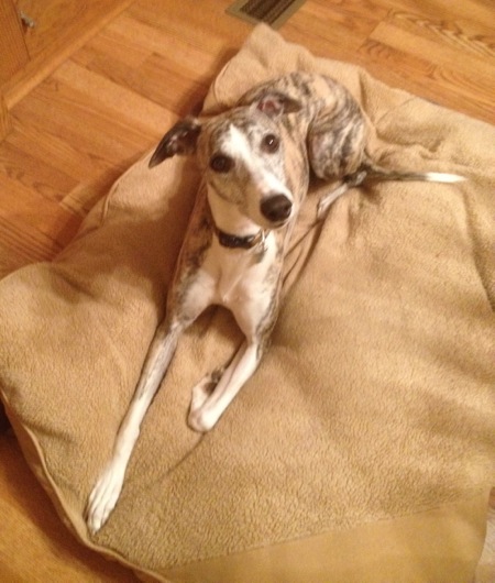 Whippet Wednesday1