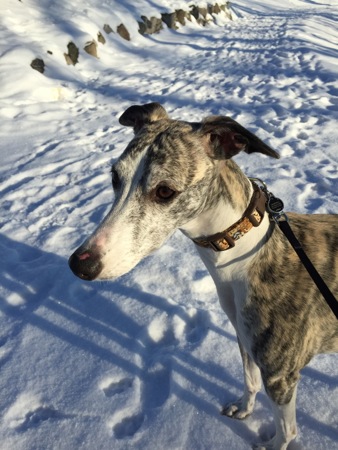 Winter Walk With The Whippet1 Winter Walk With The Whippet1