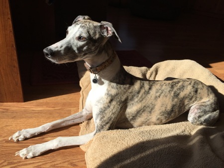 Bella in the Sun Beam1 Bella in the Sun Beam1