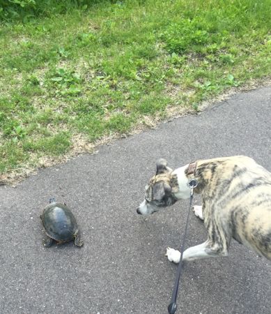 Bella and the turtle1