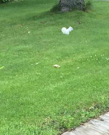 Bella and the White Squirrel3