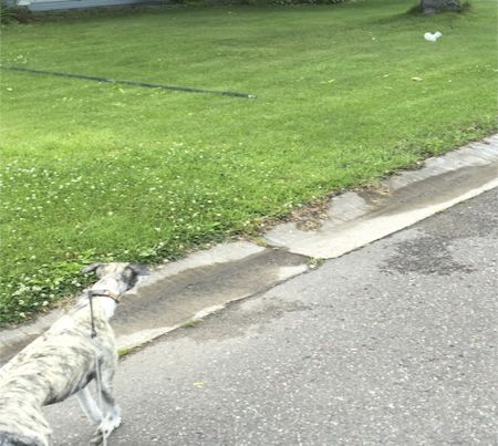 Bella and the White Squirrel2
