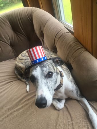 Bella as Uncle Sam1