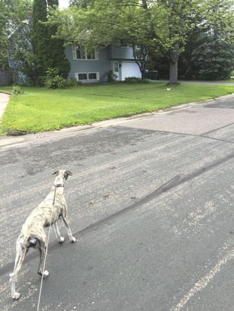 Bella and the White Squirrel1