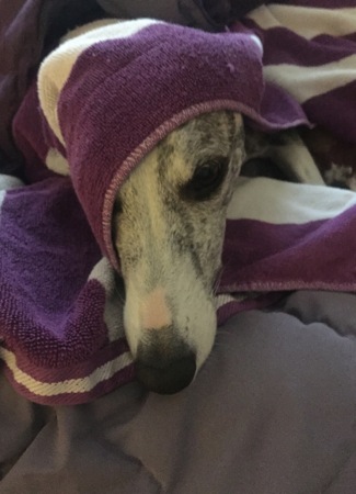 Wet Whippet2