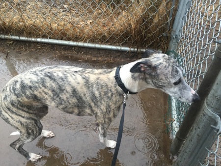 Wet Whippet1