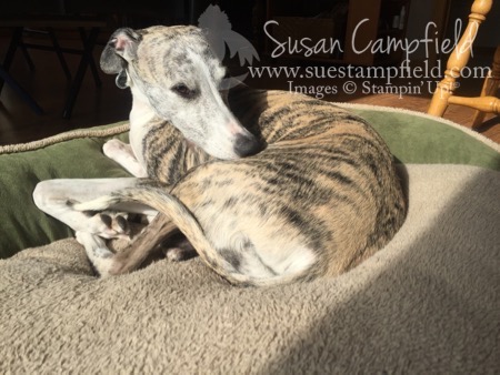 Bella and the sunbeam - 1