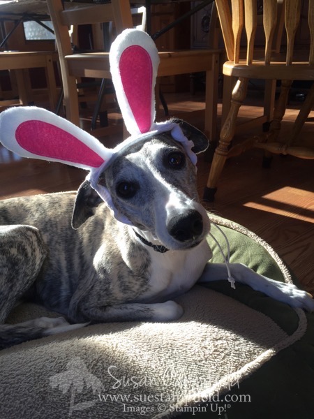 Bella Bunny Ears - 1