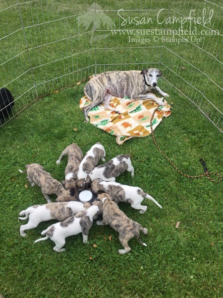 Whippet Puppies 4 weeks - 3 Whippet Puppies 4 weeks - 3