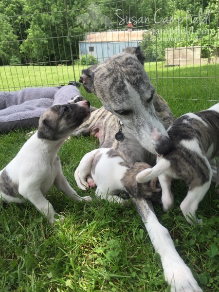 Whippet Puppies 4 weeks - 1 Whippet Puppies 4 weeks - 1