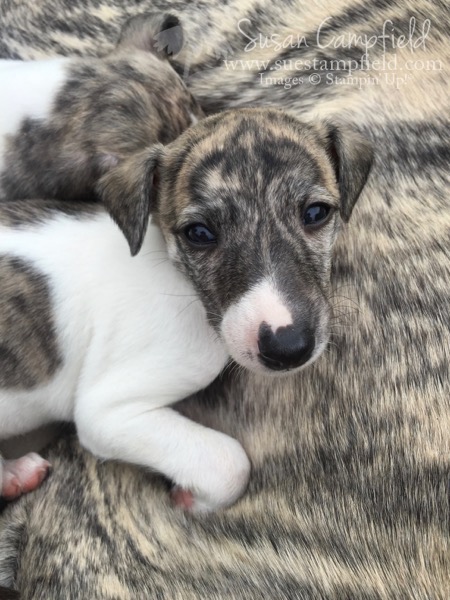 Whippet Puppies 4 weeks - 2 Whippet Puppies 4 weeks - 2