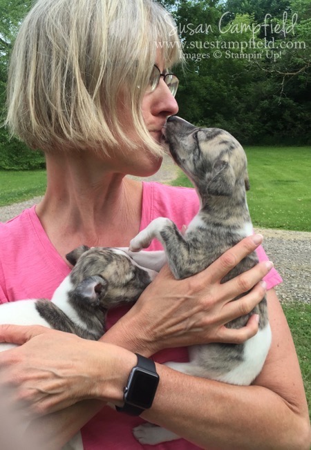 Whippet Puppies 4 weeks - 4 Whippet Puppies 4 weeks - 4