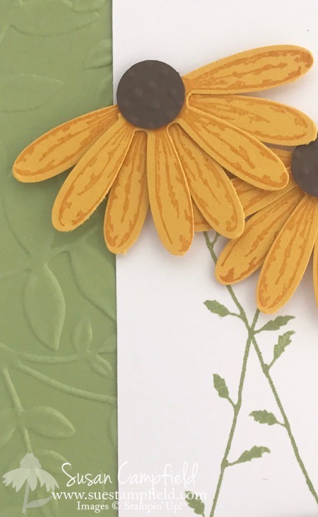 Delightful Daisy Black-Eyed Susan - 2