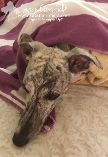 Freshly bathed Whippets - 2 Freshly bathed Whippets - 2