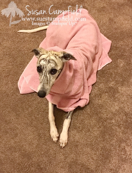 Freshly bathed Whippets - 1 Freshly bathed Whippets - 1