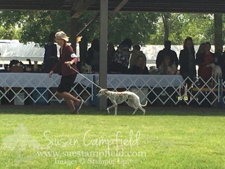 Mercy at Lake Elmo Dog Show August 2017 - 2 Mercy at Lake Elmo Dog Show August 2017 - 2