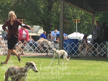 Mercy at Lake Elmo Dog Show August 2017 - 3 Mercy at Lake Elmo Dog Show August 2017 - 3