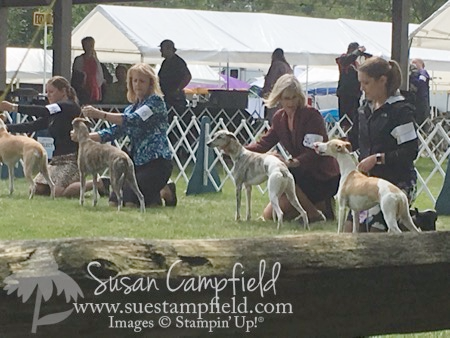 Mercy at Lake Elmo Dog Show August 2017 - 1 Mercy at Lake Elmo Dog Show August 2017 - 1