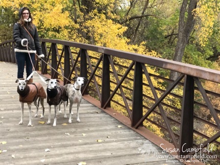 Amelia with the whippets - 1